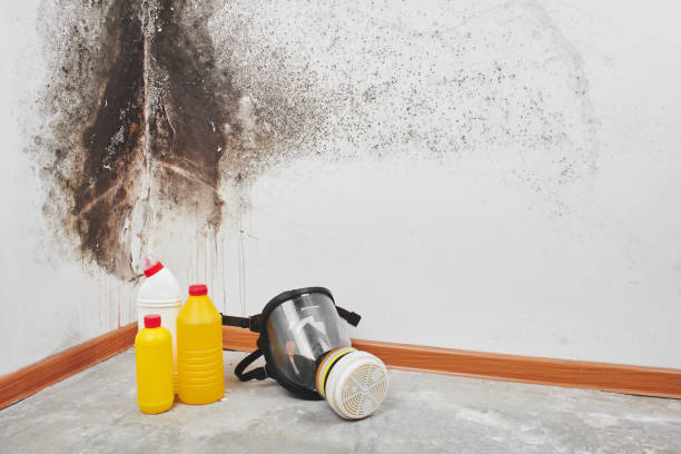 Best Best Mold Removal Companies  in Spring Valley, WI
