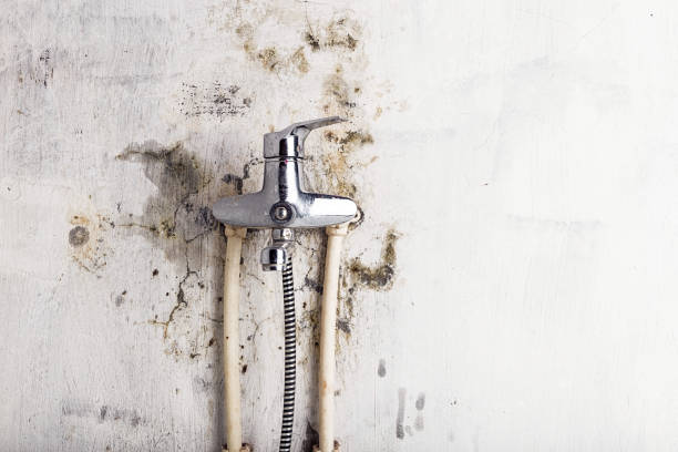 Best Black Mold Removal  in Spring Valley, WI