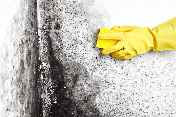 Best Mold Testing  in Spring Valley, WI