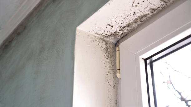 Best Attic Mold Removal  in Spring Valley, WI