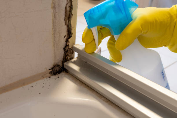 Best Local Mold Removal Service  in Spring Valley, WI