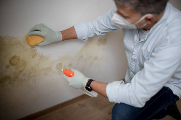 Best Residential Mold Removal  in Spring Valley, WI