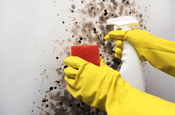 Best Mold Testing  in Spring Valley, WI