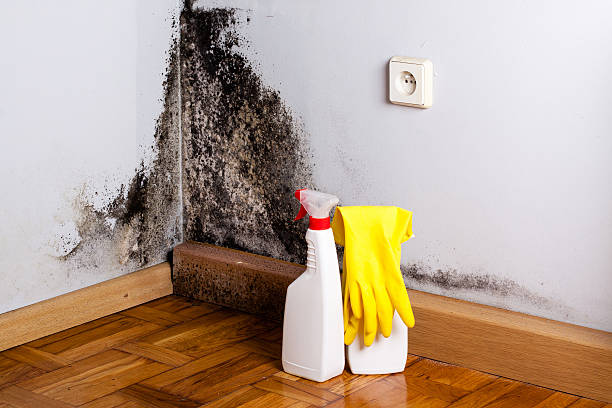 Best Mold Remediation  in Spring Valley, WI