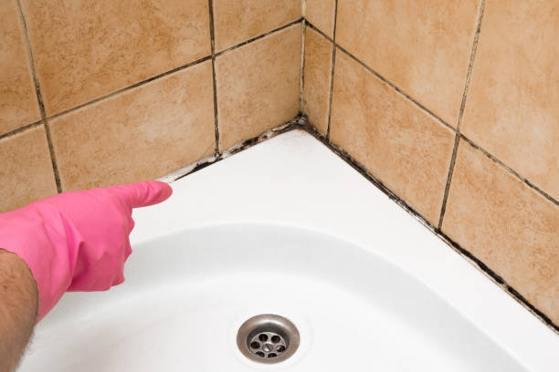 Spring Valley, WI Mold Removal Company