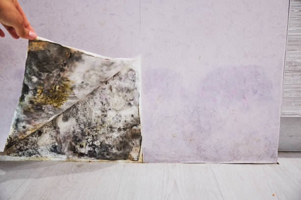 Best Professional Mold Removal  in Spring Valley, WI